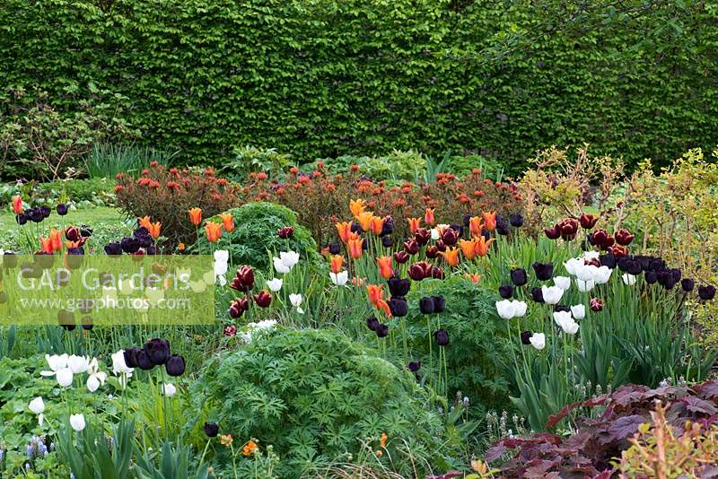 A spring combination of  'Fire Glow' Euphorbia, hardy Geraniums, Dogwoods, and Tulipa 'Paul Scherer', 'Ballerina', 'Abu Hassan' and 'White Dream'.