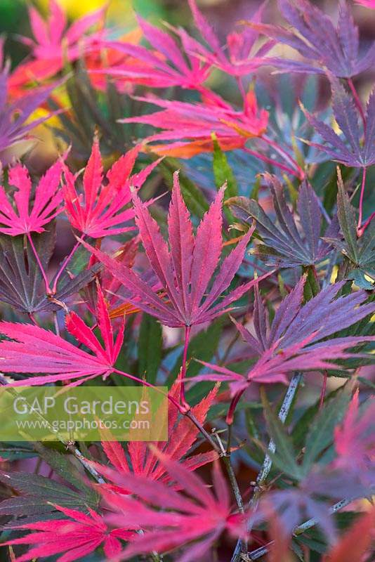 Acer palmatum 'Sumi-nagashi', a Japanese maple that opens with dark purple leaves in spring, taking on bronze tints in summer, and turning crimson in autumn.