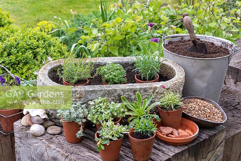 Step-by-Step planting a stone alpine trough. Dianthus  'Dixie Red Rose Bicolour' and 'Shooting Star', Armeria 'Nifty Thrifty', Sedum 'Cape Blanco', Lewisia cotyledon 'Elise', Pritzelago 'Crystal Carpet', and Viola 'Rebecca'.