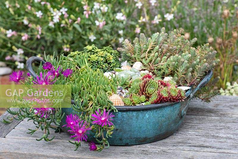 Vintage copper bowl planted with Delosperma cooperi, Sempervivum and Saxifrage