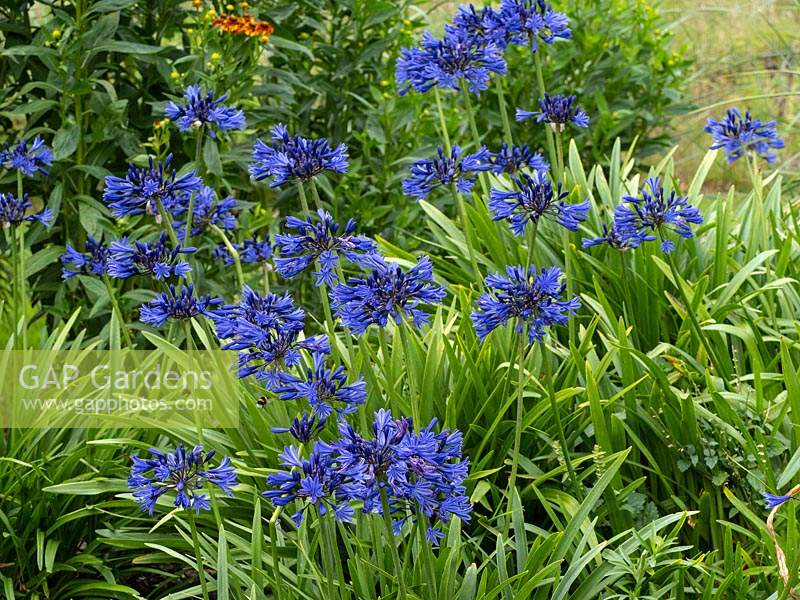  Agapanthus  'Navy Blue' African lily 