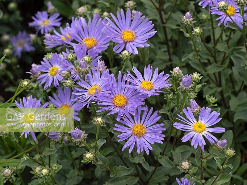 Aster amellus 'Silbersee' 