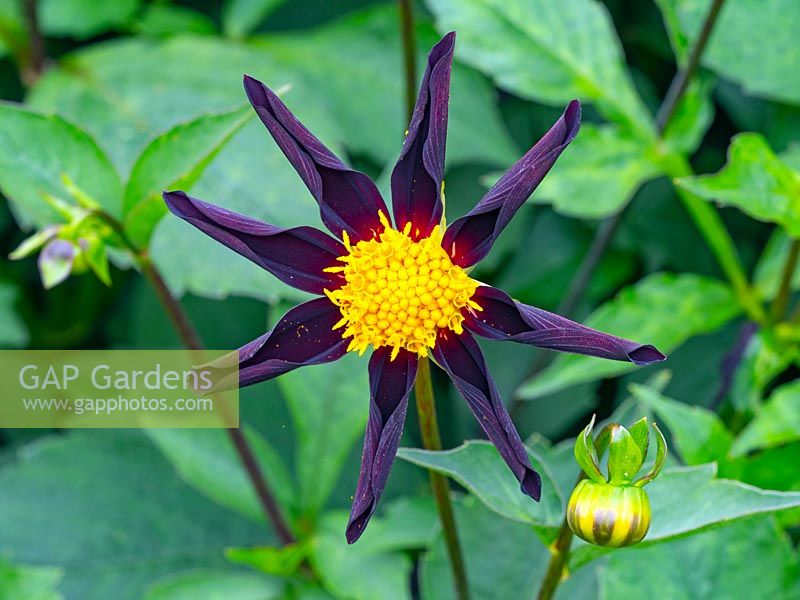 Dahlia 'Verrone's Obsidian' 