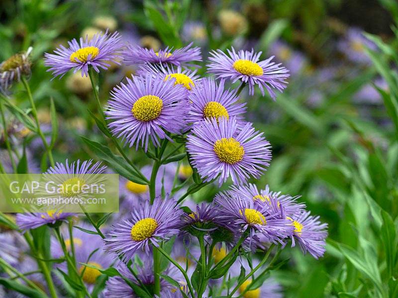  Erigeron, Fleabane 'Sincerity' 