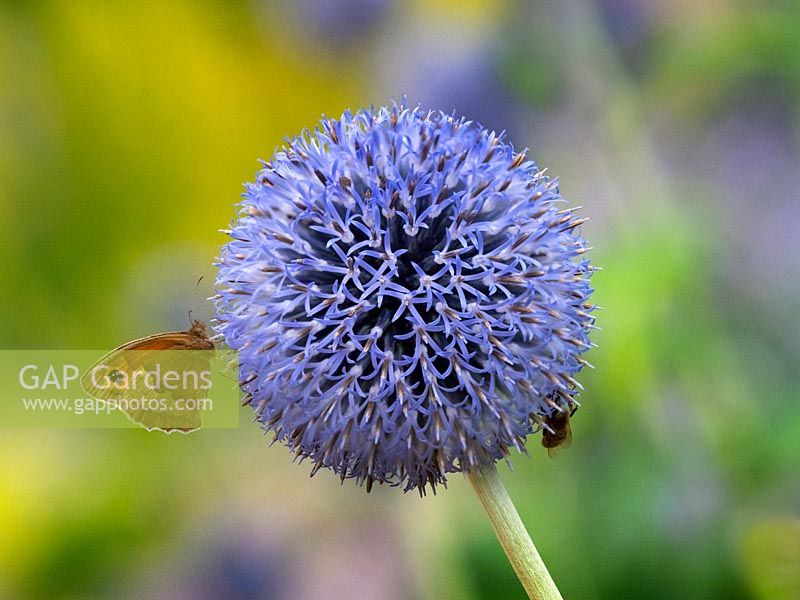Echinops ruthenicus Globe Thistle and Meadow brown Butterfly Maniola jurtina 