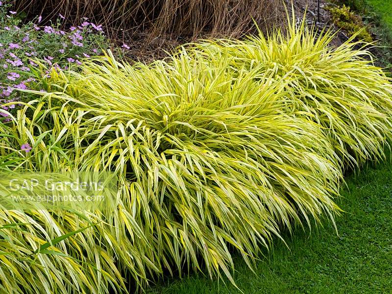 Hakonechloa macra 'Aureola' golden hakonechloain 