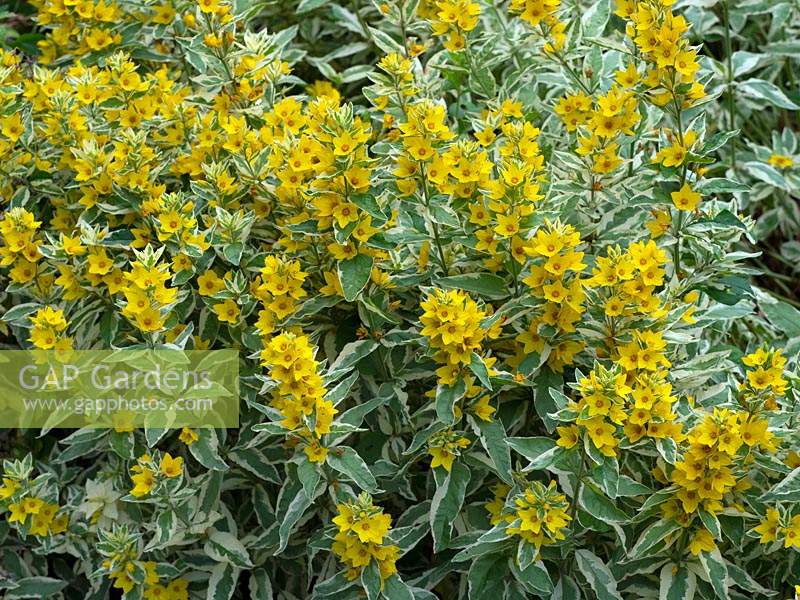 Lysimachia punctata 'Alexander' large yellow loosestrife