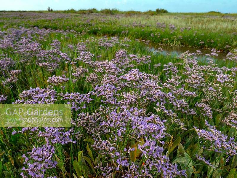 Limonium vulgare - Sea Lavender along marshes on North Norfolk coast, East Anglia.