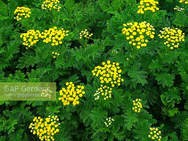 Tanacetum vulgare - Tansy - August 