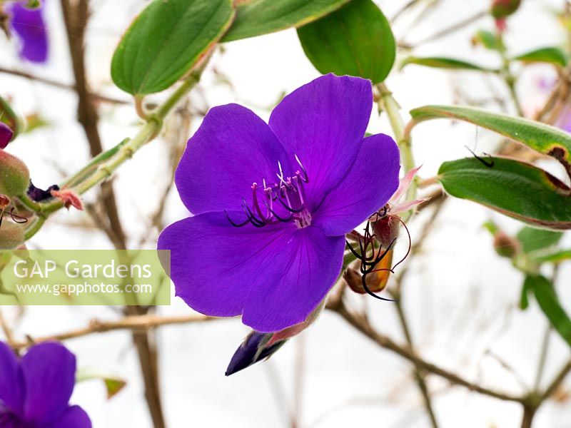 Tibouchina urvilleana - Glory Bush - August 