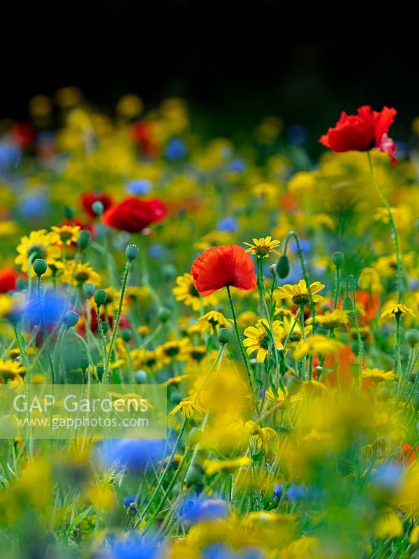 Glebionis segetum 'Corn Marigold', Centaurea cyanus 'Cornflower', and Papaver rhoeas 'Poppies' in hay meadow in Norfolk, UK.