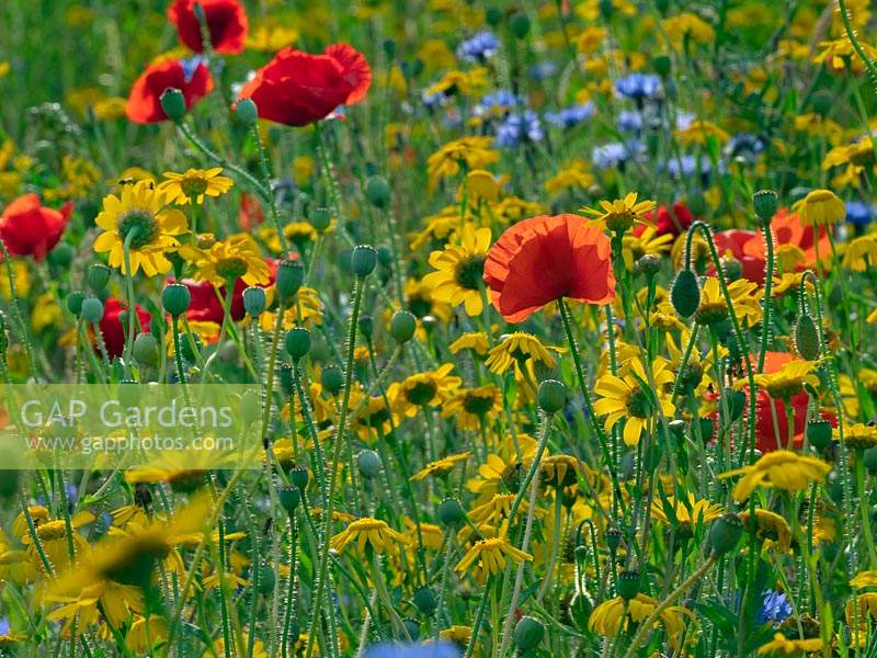 Glebionis segetum 'Corn Marigold', Centaurea cyanus 'Cornflower', and Papaver rhoeas 'Poppies' in hay meadow in Norfolk, UK.