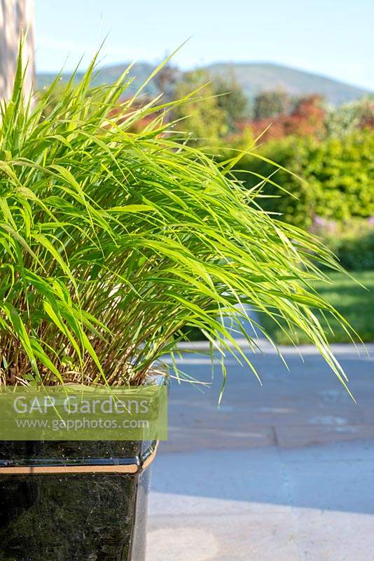 Hakonechloa macra in a black container - The Leaf Creative Garden - A Garden of a quiet contemplation - RHS Malvern Spring Festival 2019