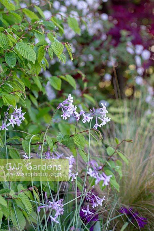 Tulbaghia violacea - The Leaf Creative Garden - A Garden of a quiet contemplation - RHS Malvern Spring Festival 2019