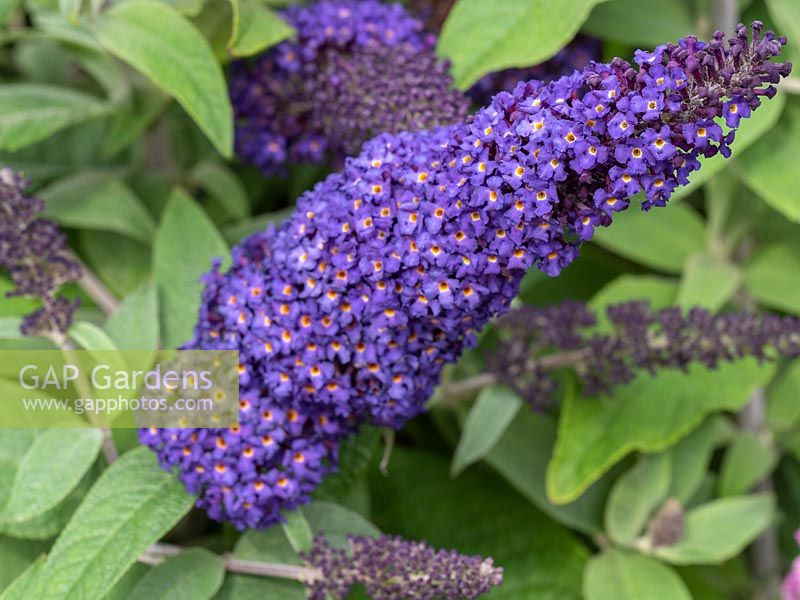 Buddleja Rocketstar Indigo