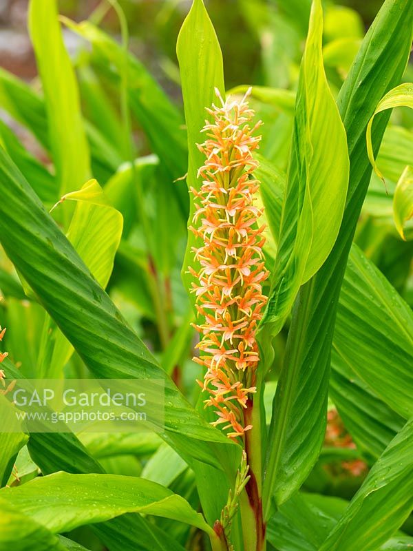 Hedychium - ginger lily - Hedychium densiflorum 'Assam Orange'