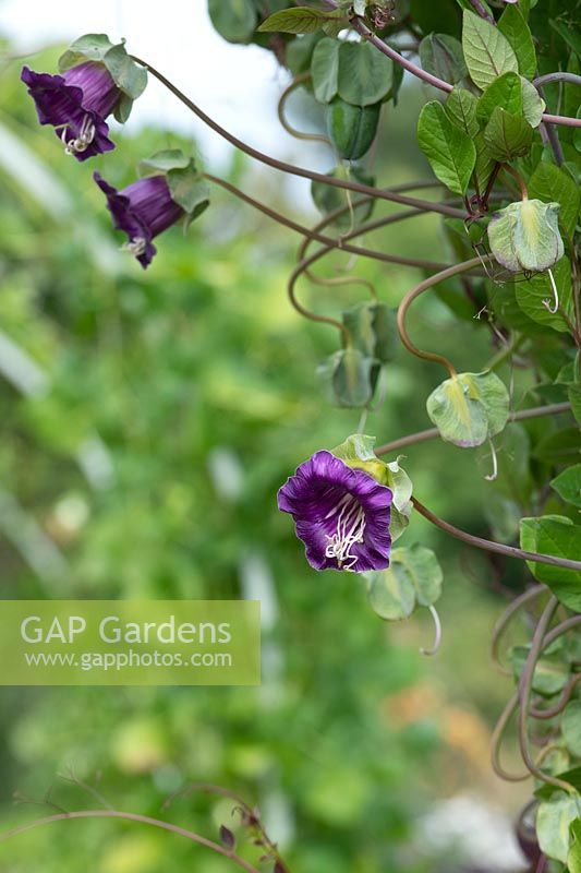 Cobaea scandens 'Cup and Saucer', 'Cathedral Bell' plant.