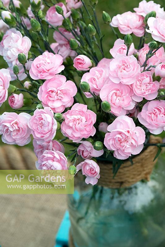 Dianthus caryophyllus 'Powder pink' - Carnation 'Powder pink' in a glass jar