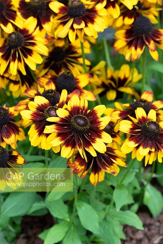 Rudbeckia 'Tiger smileyZ' - Coneflower