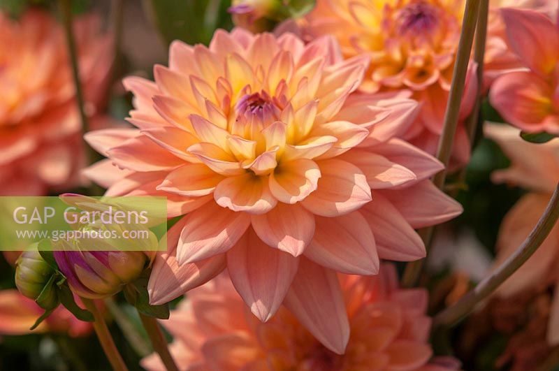 Decorative Dahlia 'Melody Dora', flowering in September, Czech Republic.