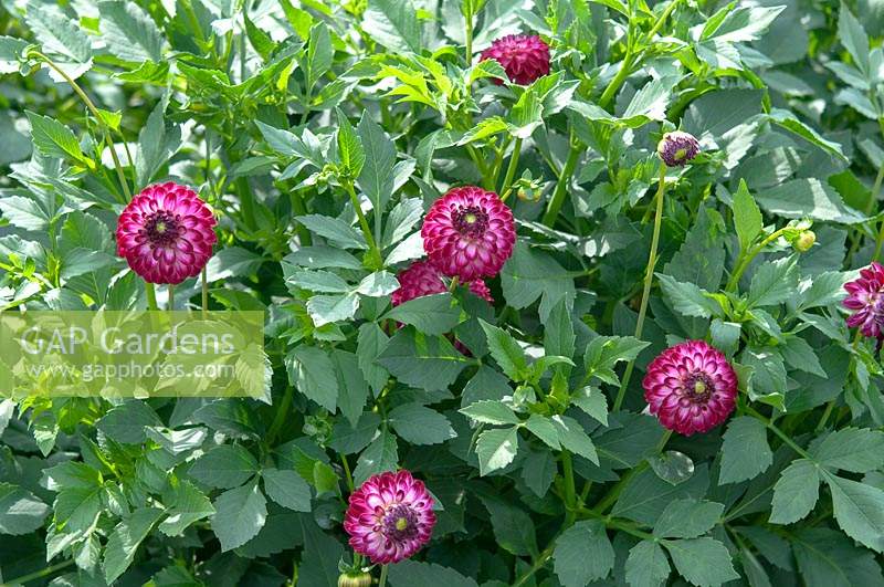 Pompon Dahlia 'Tip Top Wien' -'Tip Top Vienna'