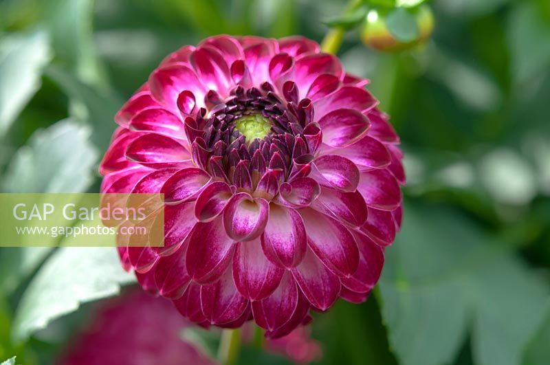 Pompon Dahlia 'Tip Top Wien' - 'Tip Top Vienna'