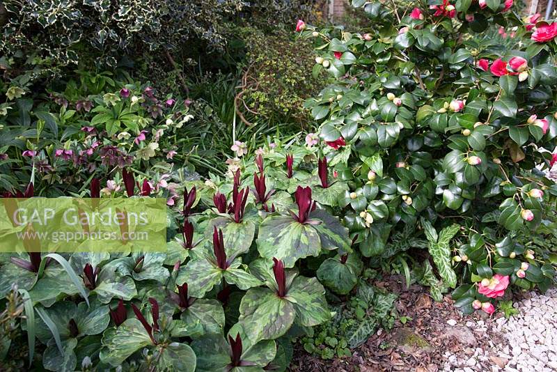 Spring mixed border 