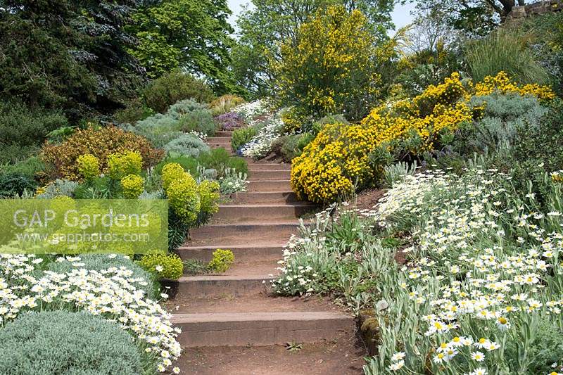 Sandstone terrace and steps with mixed spring planting 