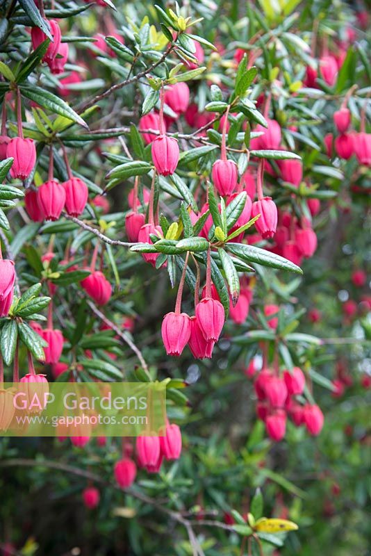Crinodendron hookerianum - Chilean Lantern Tree