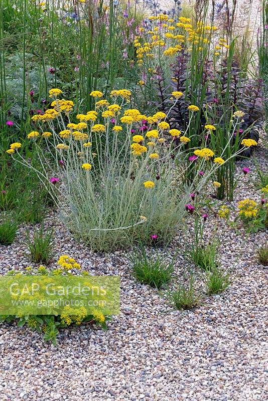 Helichrysum thianschanicum 'Icicles' in gravel garden. RHS Hampton Court Flower Show 2019.