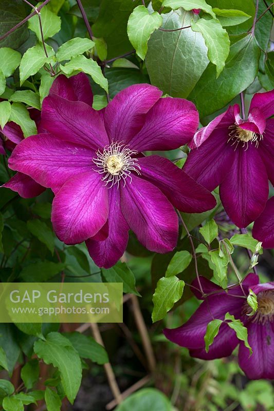 Clematis Bourbon.