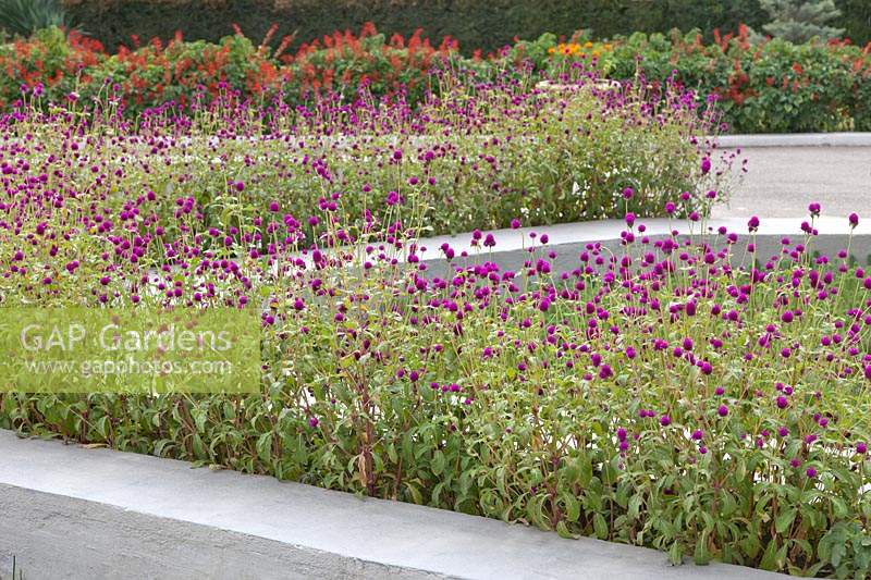 Gomphrena globosa in raised beds with painted walls - Globe Amaranth