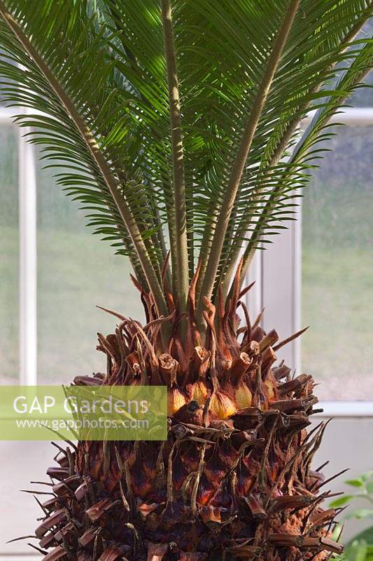 Cycas revoluta in front of window - Japanese Sago Palm