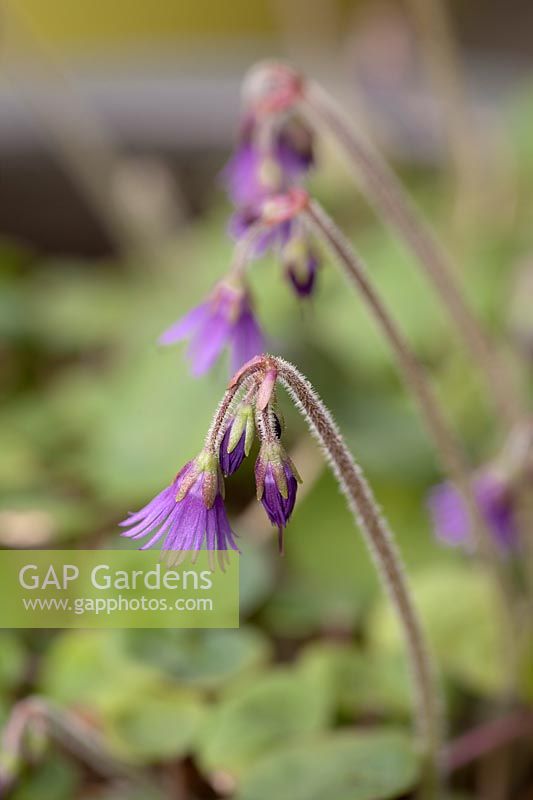 Soldanella villosa - Alpine Snowbell - April