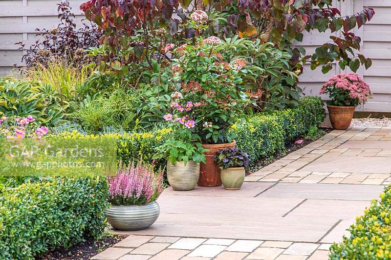 Mixed sandstone path in garden with Buxus - Box edging and autumnal containers