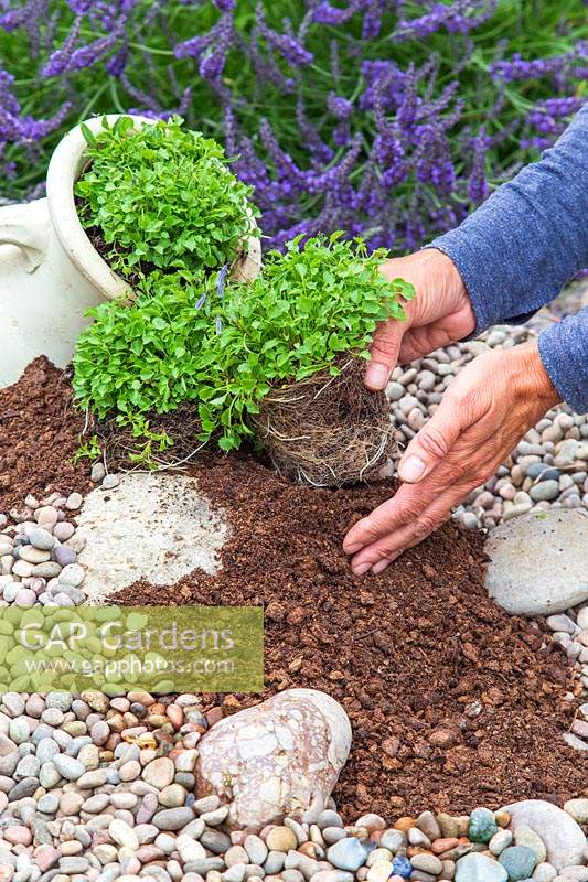 Woman planting Campanula in mound of compost to create a blue cascadel
