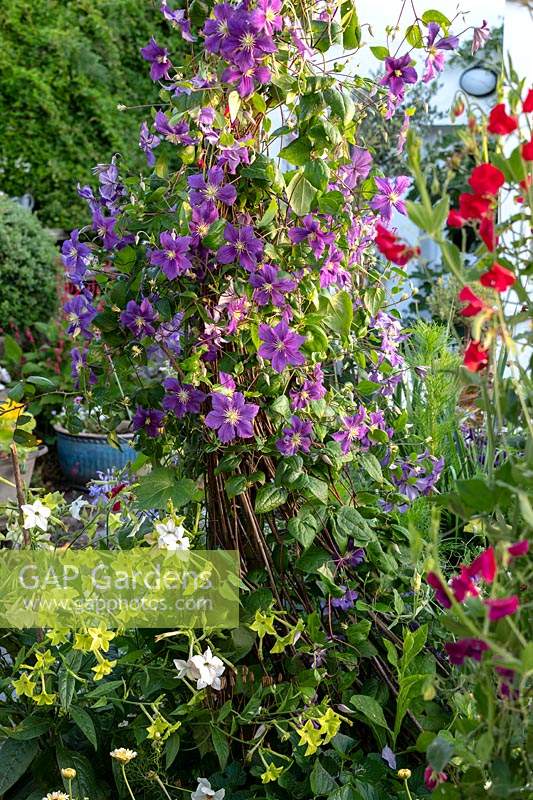 The Old Stone Cottage, Beesands, South Devon. Clematis 'Wisley', Sweet Peas and Nicotiana in cottage garden.