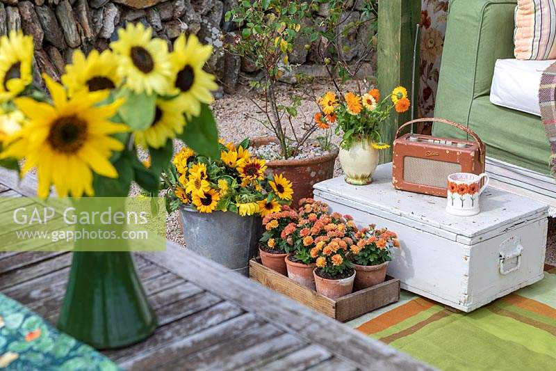 Garden Cottage at Gunwalloe in Cornwall.  Cottage garden in autumn. Pots of autumn flowers next to the 1950's style 'swing settee'.