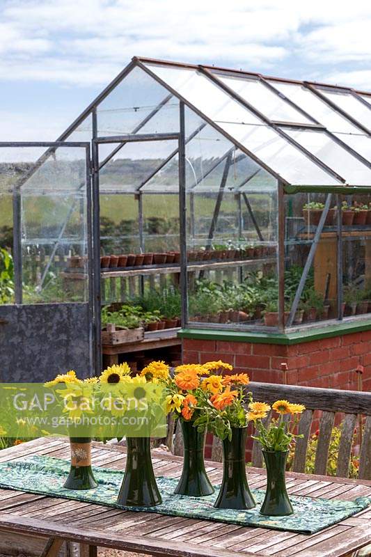 Garden Cottage at Gunwalloe in Cornwall.  Cottage garden in autumn. Vases of Marigolds and Dahlias on table.