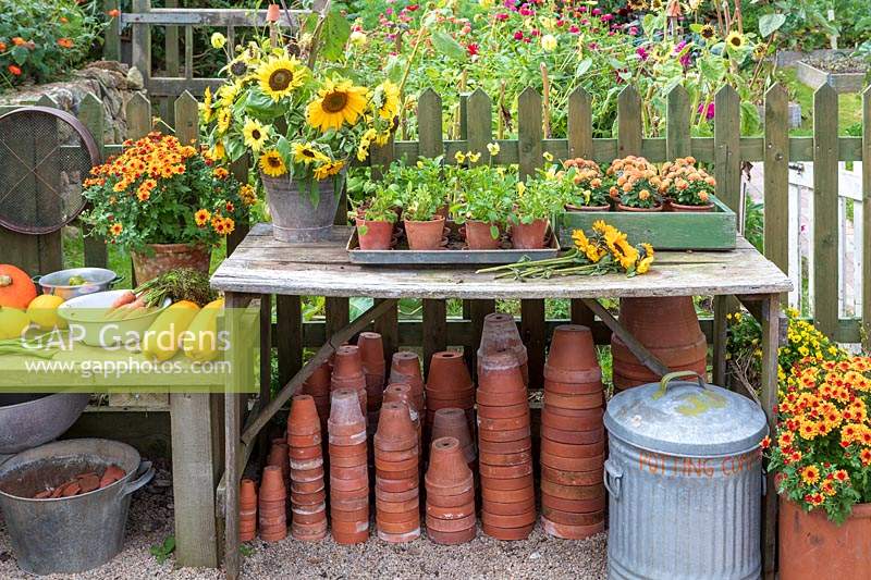 Garden Cottage at Gunwalloe in Cornwall.  Cottage garden in autumn. Repotting area filled with terracotta pots and cut flowers from the autumn garden