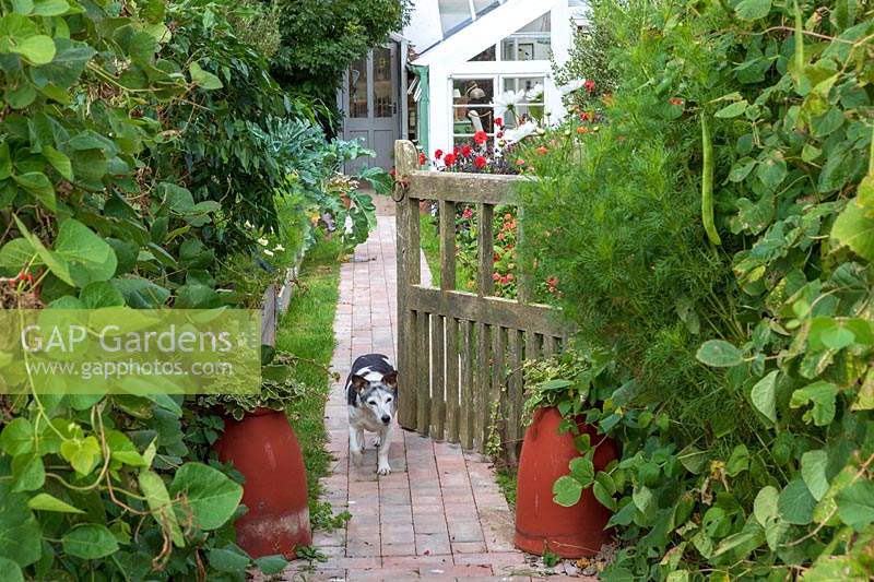 Garden Cottage at Gunwalloe in Cornwall.  Cottage garden in autumn. George the dog at the gate to the garden.