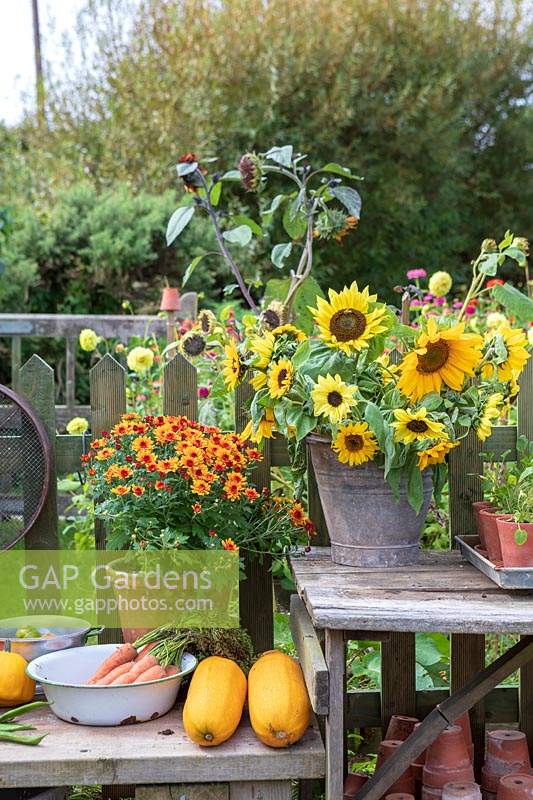 Garden Cottage at Gunwalloe in Cornwall.  Autumnal cut flowers, Sunflower, Viola, Chrysanthemum, and produce from the vegetable garden