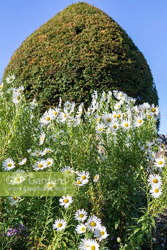 Forde Abbey, Somerset, UK. Leucanthemella serotina, autumn ox-eye daisy