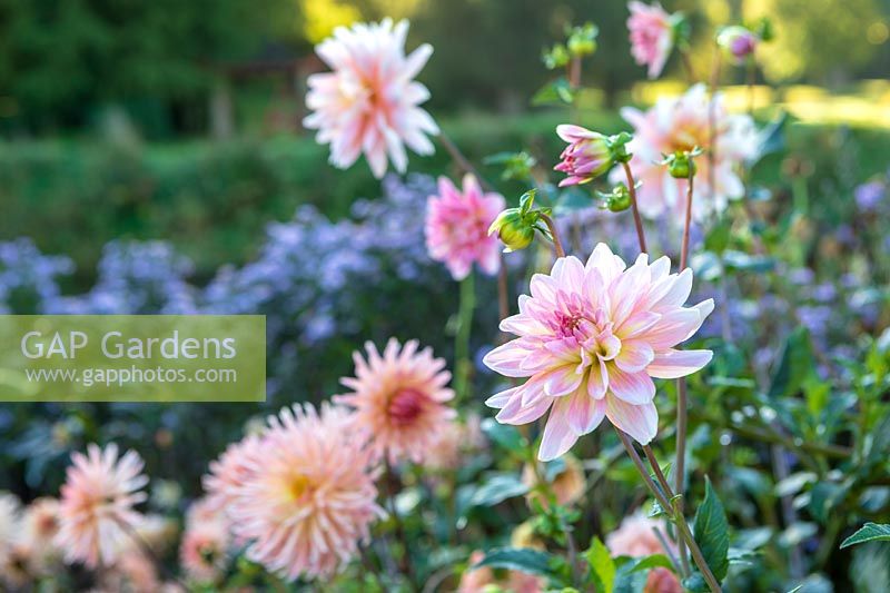 Forde Abbey, Somerset, UK.  Dahlia 'Gerrie Hoek'  and 'Yvonne' amongst other pink dahlias in the autumn borders