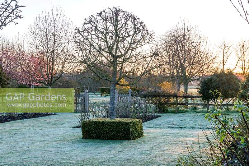 View from the rear of Westbrook House facing East at sunrise, looking across formal lawn with Pyrus nivalis underplanted with clipped Box squares.