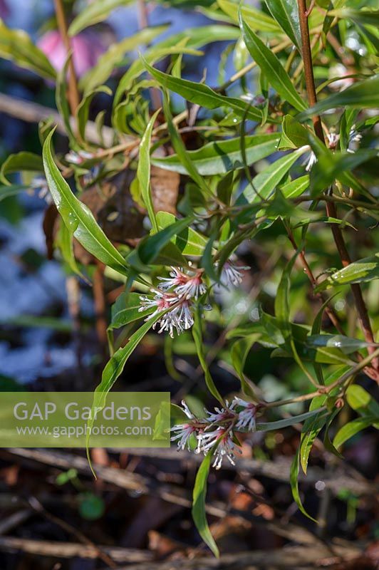 Sarcococca hookeriana var. digyna - Christmas or Sweet Box in January.