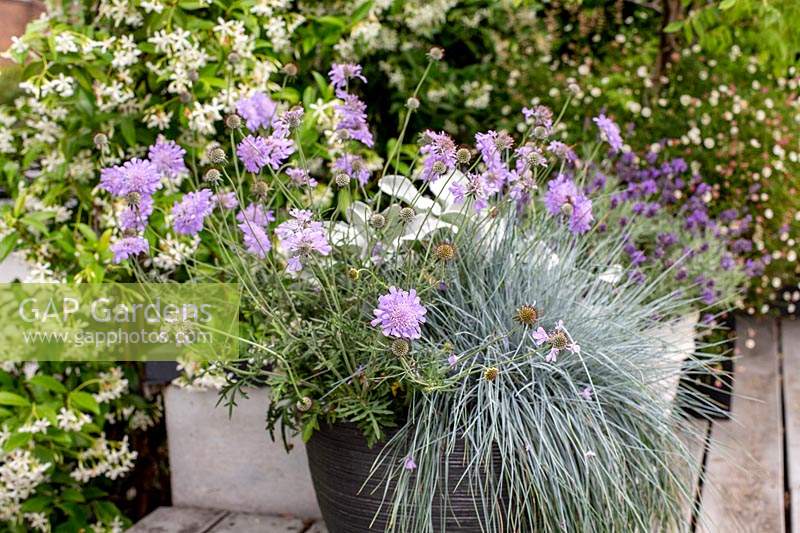 Manoj Malde roof garden with Festuca glauca Intense Blue and Scabiosa columbaria Butterfly Blue in a container.