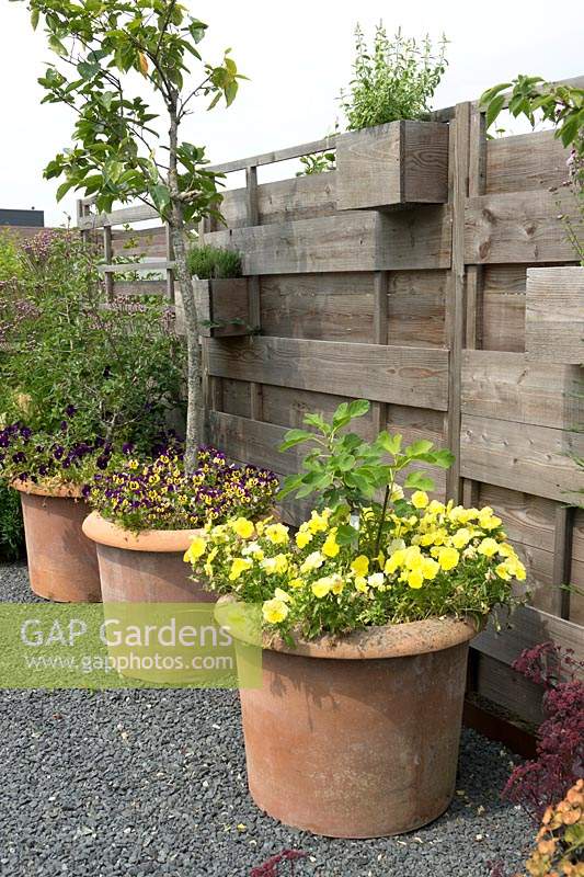 Huge terracotta pots filled with Figs and standing in front of wooden fence.