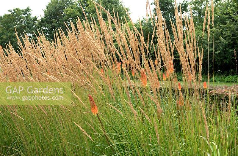 Holcus lanatus and Kniphofia.