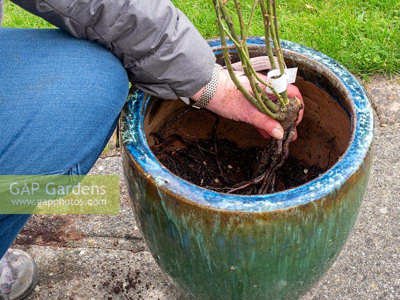 Planting bare rooted rose into pot - step by step. Rosa Dusky Maiden - Tea and old hybrid tea rose - Establish position required in pot.